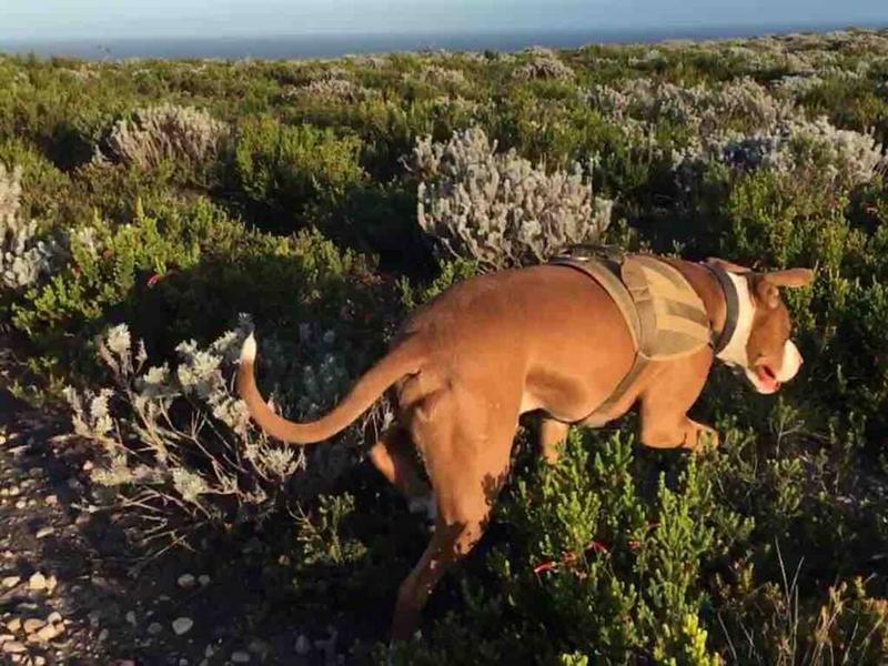 To Let 1 Bedroom Property for Rent in Plettenberg Bay Western Cape